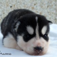Chiots husky sibérien lof #3
