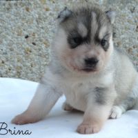 Chiots husky sibérien lof #4