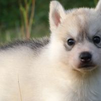 Chiots husky sibérien lof #1