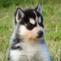 Chiots husky sibérien lof #3