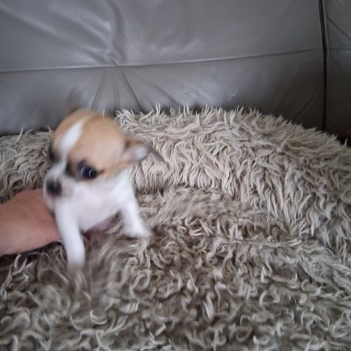 Femelle chihuahua petit gabarit #0