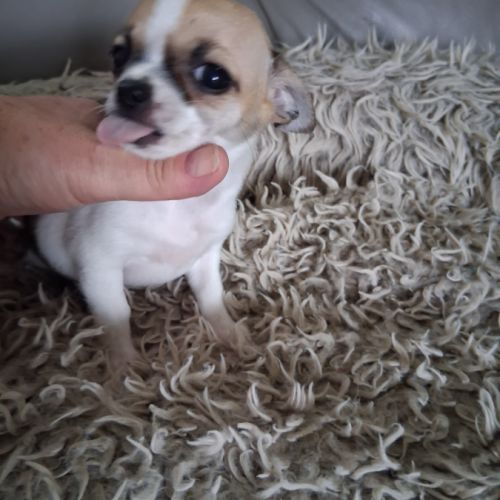 Femelle chihuahua petit gabarit #2