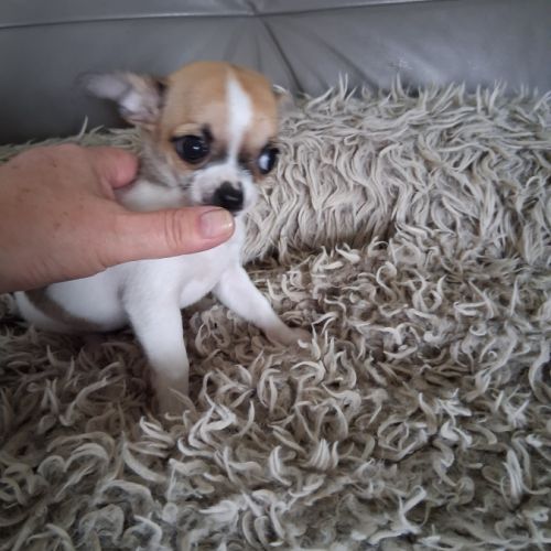 Femelle chihuahua petit gabarit #3