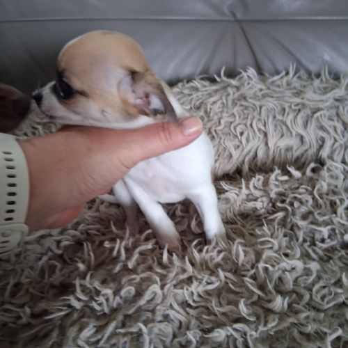 Femelle chihuahua petit gabarit #4