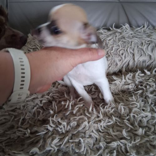 Femelle chihuahua petit gabarit #5