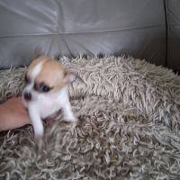 Femelle chihuahua petit gabarit