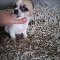 Femelle chihuahua petit gabarit #2