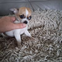 Femelle chihuahua petit gabarit #3