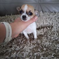 Femelle chihuahua petit gabarit #6