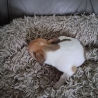 Femelle chihuahua petit gabarit #7