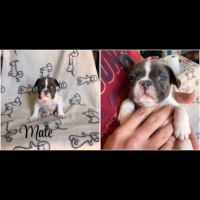 Bouledogue français #2