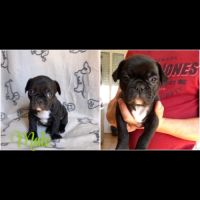 Bouledogue français #5