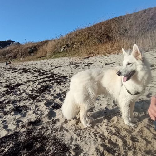 Berger blanc suisse 3 ans #0
