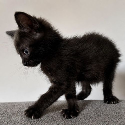 Chaton bud #1