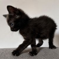 Chaton bud #1