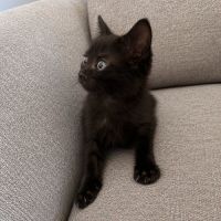 Chaton bud