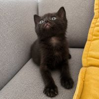 Chaton bud #3