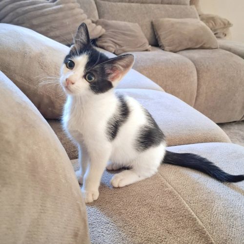 Pilou, 2 mois de pur bonheur, de ronrons...