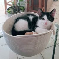 Pilou, 2 mois de pur bonheur, de ronrons... #3