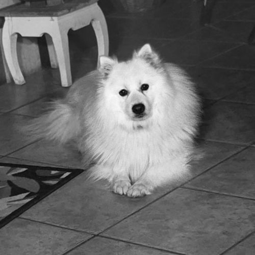Chiots spitz japonais disponibles #1