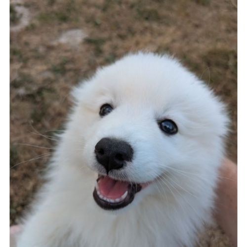 Chiots spitz japonais disponibles #3