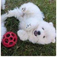 Chiots spitz japonais disponibles #2