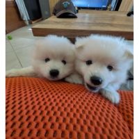 Chiots spitz japonais disponibles
