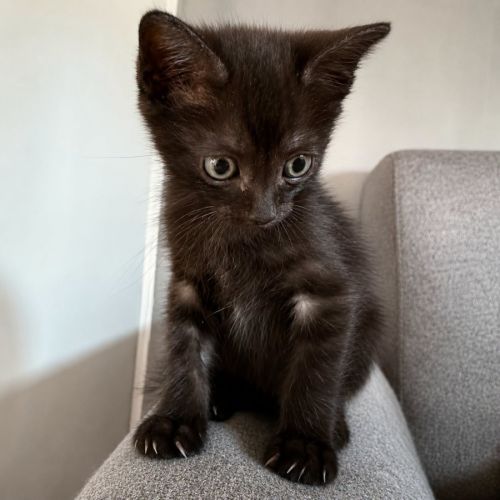 Chaton blur #2