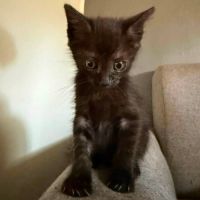 Chaton blur #1