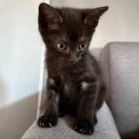 Chaton blur #2