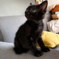 Chaton blur