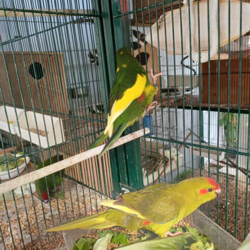 Vend perruche de sparman (kakariki)