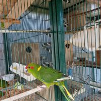 Vend perruche de sparman (kakariki) #3