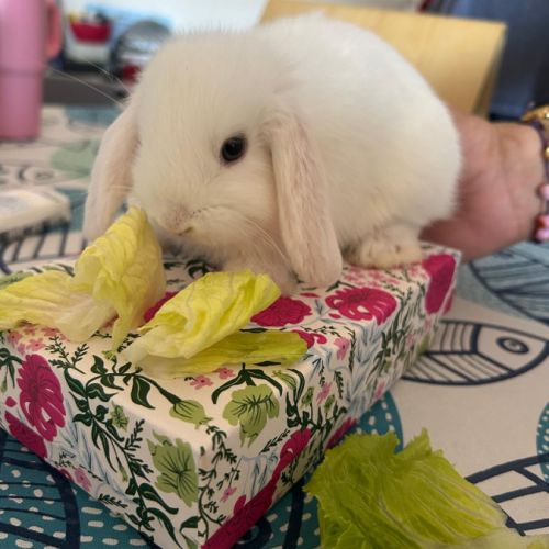 Lapins beliers