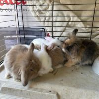 Lapins beliers #1