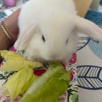 Lapins beliers #2