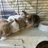 Lapins beliers #3