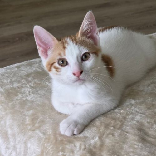 Hunt, 3 mois