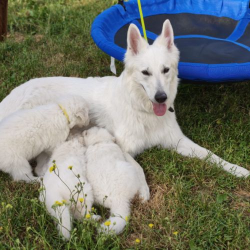 Chiots femelles berger blanc suisse lof #1