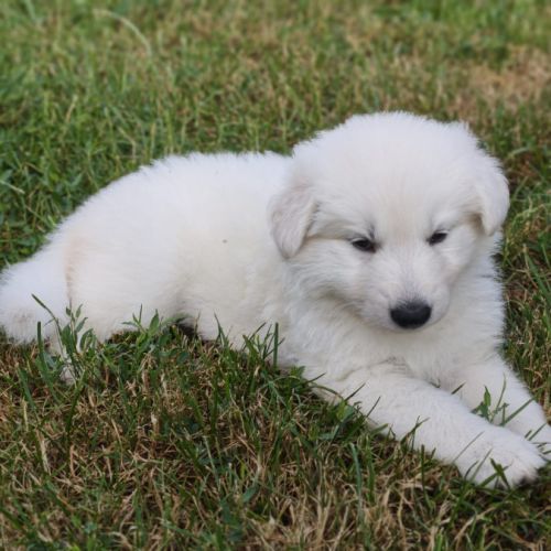 Chiots femelles berger blanc suisse lof #0