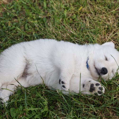 Chiots femelles berger blanc suisse lof #3