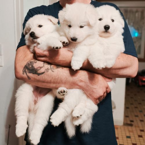 Chiots femelles berger blanc suisse lof #4