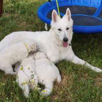 Chiots femelles berger blanc suisse lof #1