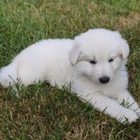 Chiots femelles berger blanc suisse lof