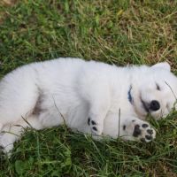 Chiots femelles berger blanc suisse lof #3