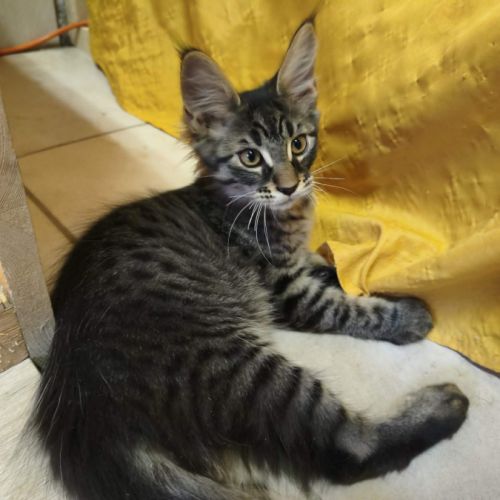 Maine coon loof #2