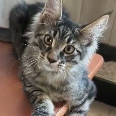 Maine coon loof #2
