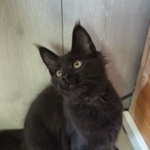 Maine coon loof #3