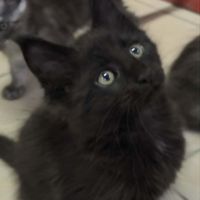 Maine coon loof