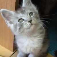 Maine coon loof #2